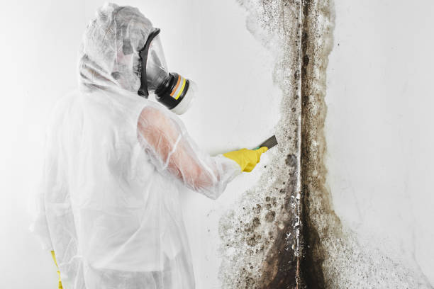 Certified Mold Removal in Seat Pleasant, MD