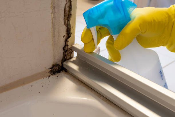 Mold Removal Process in Seat Pleasant, MD