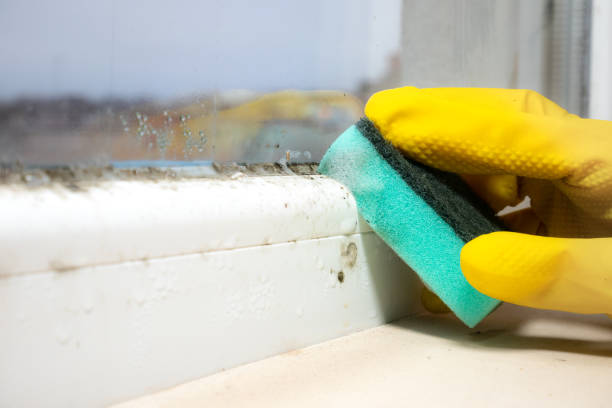 Best Home Mold Removal  in Seat Pleasant, MD