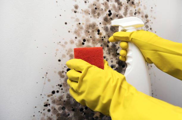 Best Certified Mold Removal  in Seat Pleasant, MD
