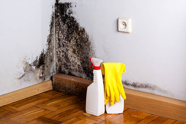 Mold Testing and Removal in Seat Pleasant, MD