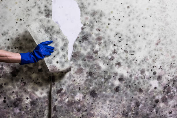 Best Black Mold Removal  in Seat Pleasant, MD