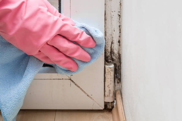 Best Commercial Mold Removal  in Seat Pleasant, MD
