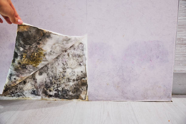 Best Attic Mold Removal  in Seat Pleasant, MD
